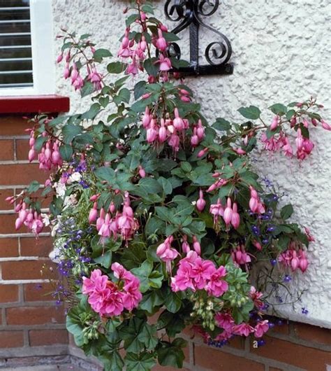 16 Best Fuchsia Varieties For Hanging Baskets And Pots