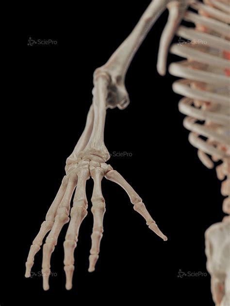 Big5 Studio Male Anatomy Skeletal System