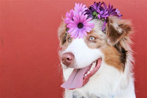 The number of puppies your dog can have varies widely. How Many Nipples Do Female Dogs and Male Dogs Have? | Pet ...