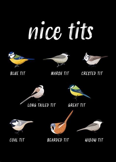 Nice Tits Birds Funny T Poster By Qwertydesigns Displate