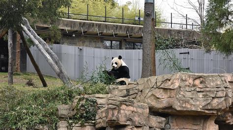 Smithsonian National Zoo Welcomes New Interactive Panda House Exhibit