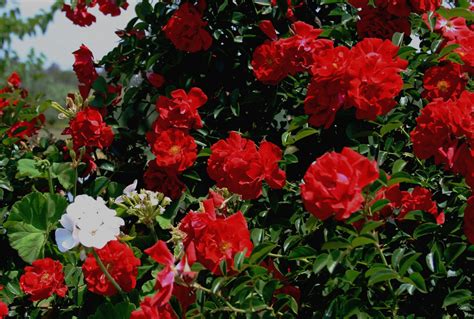 rose bush s jasně červenou růží stock fotka zdarma public domain pictures