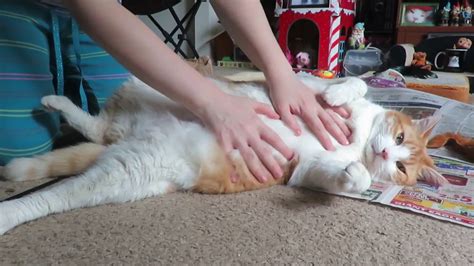 rubbing my cat s cute belly youtube
