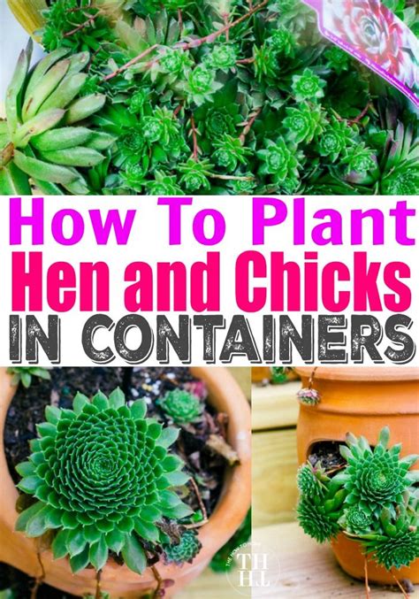 How To Plant And Grow Hens And Chicks Hens And Chicks Succulent