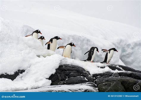 Animales Silvestres Antarcita Gentoo Pingüinos Foto De Archivo Imagen