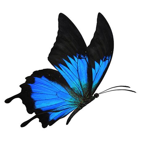 Royalty Free Blue Butterfly Pictures Images And Stock Photos Istock