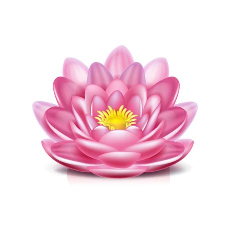 Collection of Lotus Flower PNG HD. | PlusPNG