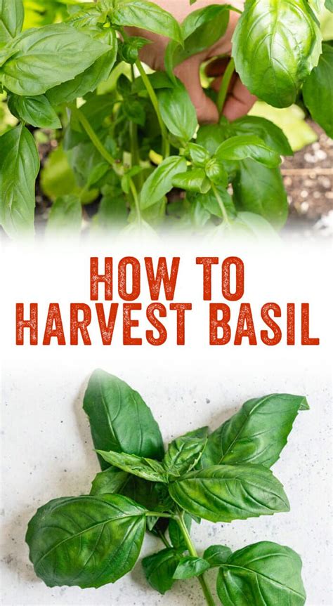 How To Harvest Basil Harvesting Basil Growing Basil Basil Plant