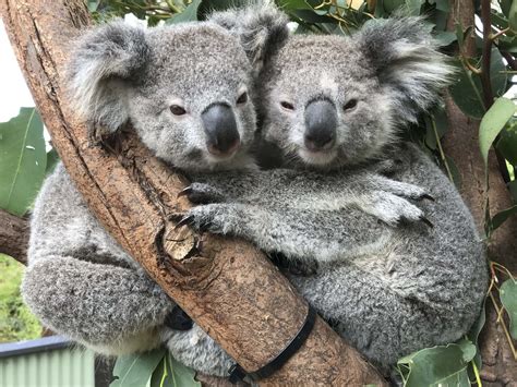 Photos Of Koalas ‘hugging It Out At Australian Reptile Park Are