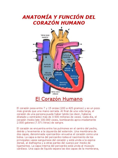 Anatomía Y Función Del Corazón Humano Corazón Sistema Circulatorio