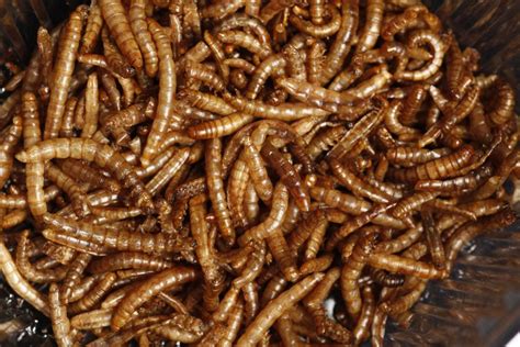 Edible Insects Most Probably Coming To European Supermarkets Shortly