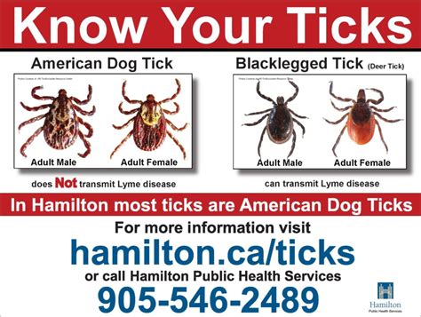 Ticks And Lyme Disease Hamilton Conservation Authority