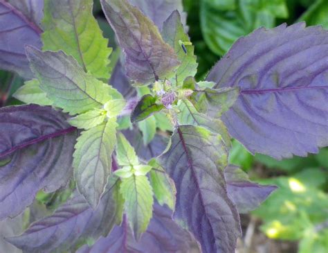 Krishna Tulsi Red Holy Basil 0 12 G Southern Exposure Seed