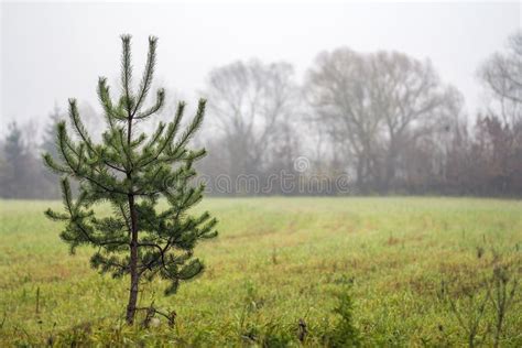 Small Lonely Pine Tree Standing On Field In Foggy Weather Stock Photo