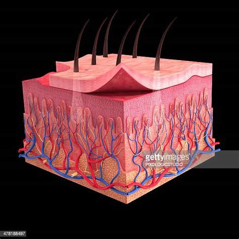 Human Skin Layers Cross Section Photos And Premium High Res Pictures