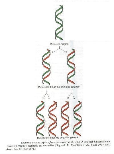 Replicação De Dna