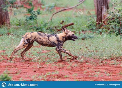 Lopende Afrikaanse Wilde Hond Stock Foto Image Of Jacht Afrika