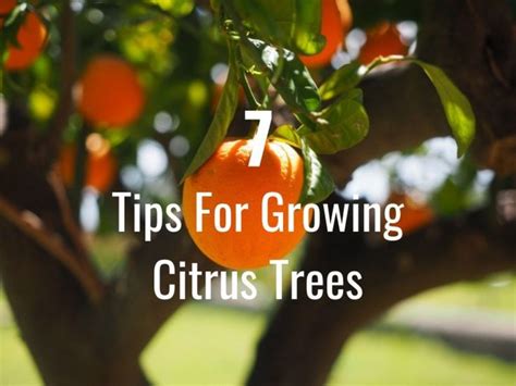 7 Tips On How To Grow Citrus Trees Mygreenterra Grow Your Own