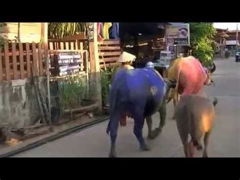 Save Thai Buffalo (part 1) @IsanBoyDream - YouTube