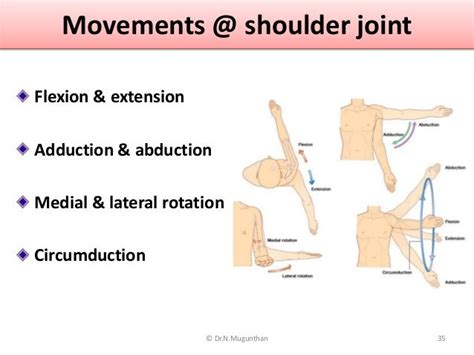 Movements Shoulder Joint Flexion And Extension Adduction And Abduction