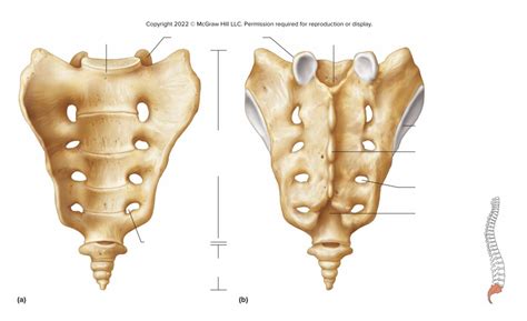 Sacrum And Coccyx Diagram Quizlet