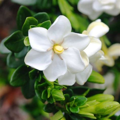 Gardenia Grandiflora Star Evergreen Fragrant Single White Flowers In