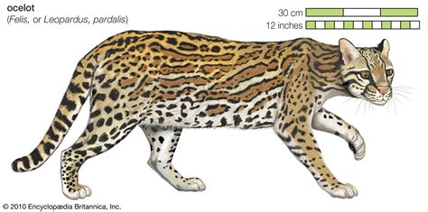 Ocelot Wild Cat Species Habitat And Diet Britannica