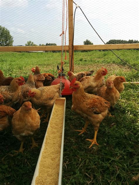 Organic Chicken Farming Tips And Examples For Sustainable Chicken