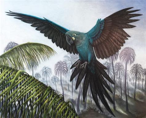 Glaucous Macaw Facts Life Span Size Extinct Bird Best Pet Birds