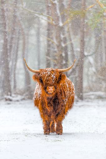 Portrait Of A Scottish Highland Cow In The Snow Stock Photo Download