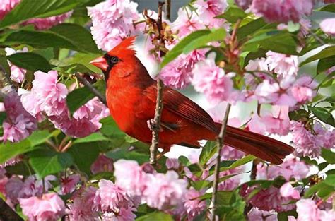 Northern Cardinal In Spring Backyard Birds How To Attract Birds