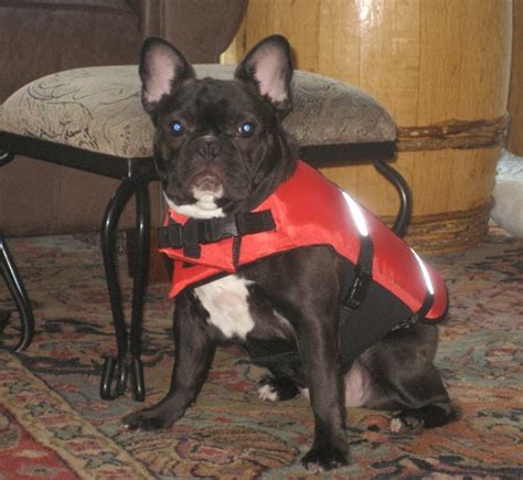 Never let your french bulldog around water without a life vest and. Can French Bulldogs Swim? - French Bulldogs in Water