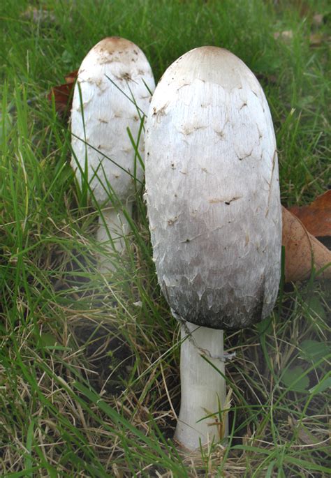 Shaggy Mane Coprinus Comatus Mushroom