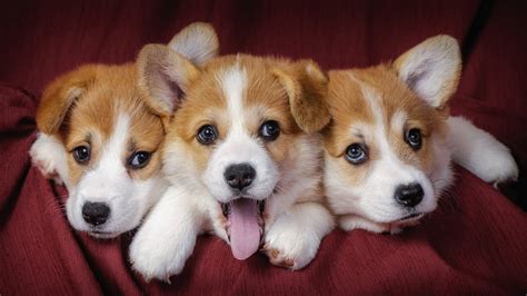 Three Happy Puppies Welsh Corgi Hd Wallpaper Download Wallpapers