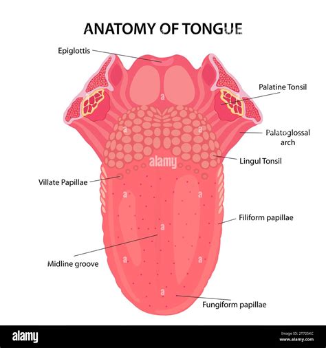 Anatomy Of Human Tongue Illustration Stock Photo Alamy