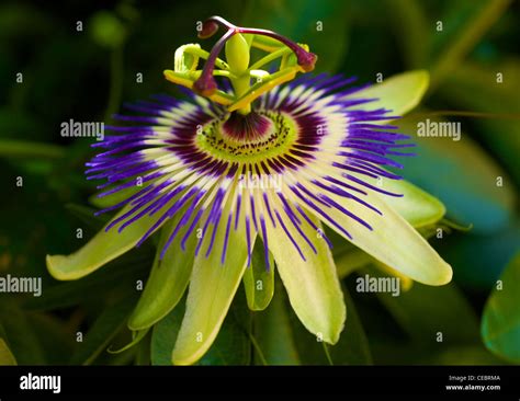 Purple Passion Flower Hi Res Stock Photography And Images Alamy