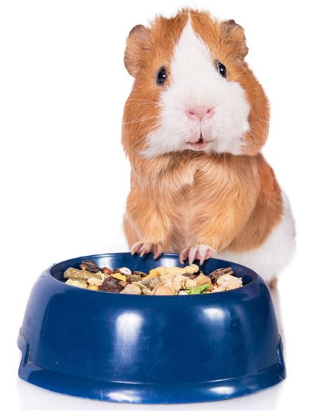 Choosing The Best Guinea Pig Food For Your Perfect Pets