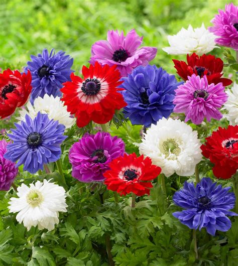 Different Flower Names Types Of Flowers List Of 50 Popular Flowers