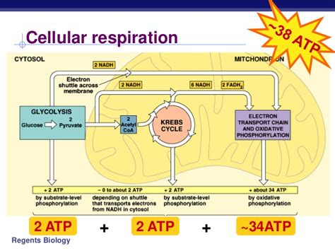 The overall (unbalanced) chemical equation for cellular respiration is: Cellular Respiration Equation, Types, Stages, Products & Diagrams
