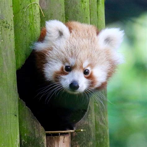 Red Panda Baby Born At Banham Zoo