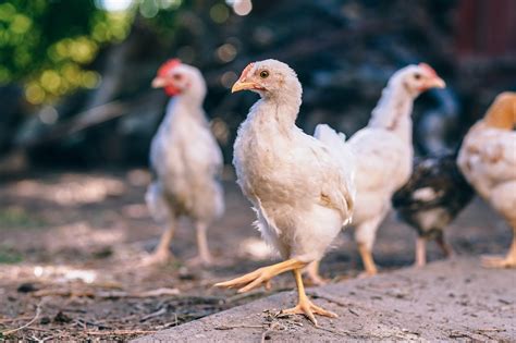 Do You Have What It Takes To Raise Chickens In Your Backyard