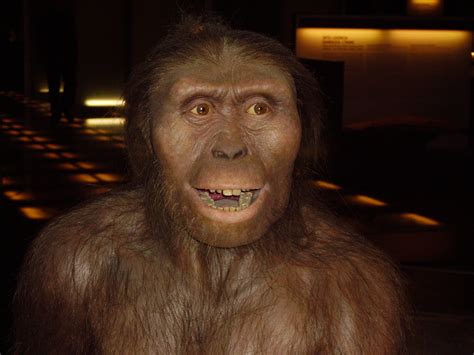 Fileaustralopithecus Afarensis Wikipedia