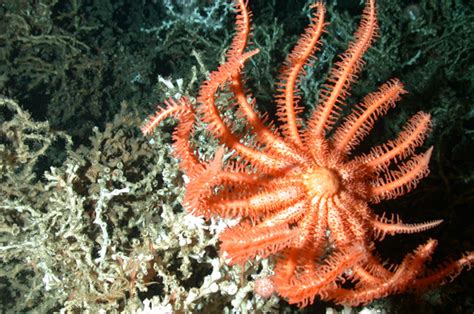 The Echinoblog Starfish Feeding When Starfish Capture Moving Prey