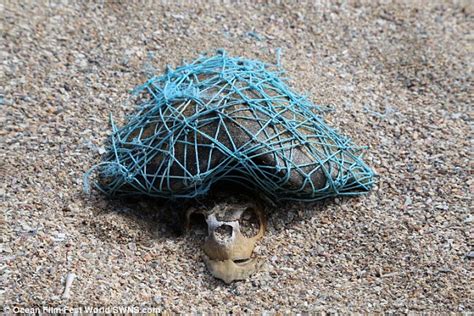 Tragic Image Shows The Skeleton Of A Turtle Wrapped In Plastic Netting