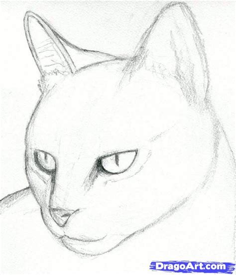 How To Draw A Cat Head Draw A Realistic Cat Step 3 Art Drawings