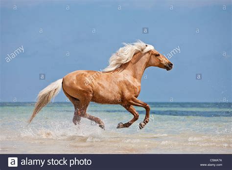 Ja, ich möchte den newsletter zur wahl im nordwesten erhalten. Barb Pferd. Palomino nach im flachen Wasser galoppieren ...