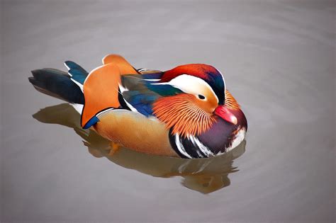 See more ideas about vintage bird illustration, pencil drawings of animals, watercolor horse painting. Blok888: Top 10 Most Beautiful Animals in the world