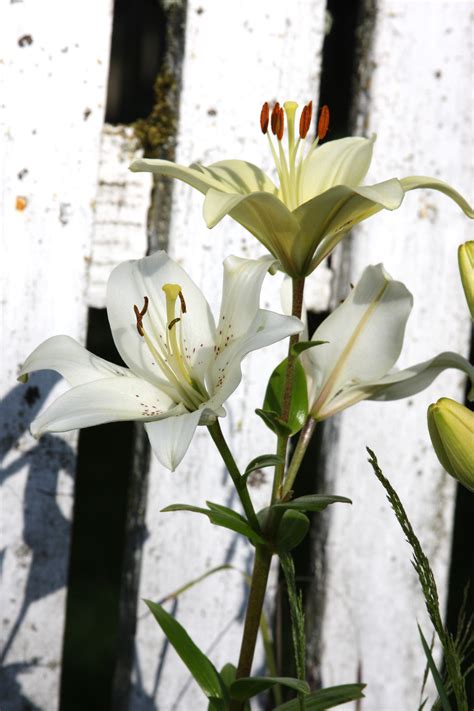 They deliver all over the lower mainland and also do flowers for valentine's day, mother's day. Lilies. Vancouver, WA. 06/2014. | Plants, Lily, Flowers