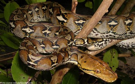 Interesting Facts About Pythons Just Fun Facts