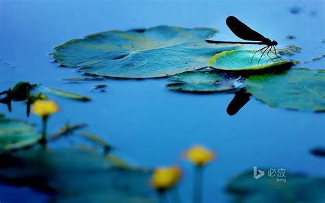 Free Download Bing Wallpapers Daily April 2013 1600x1000 For Your